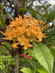Ixora chinensis