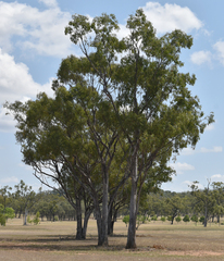Eucalyptus brownii