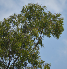 Eucalyptus brownii