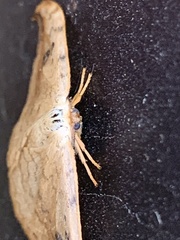 Drepana falcataria