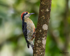Melanerpes pucherani