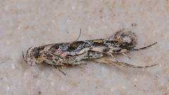 Aristotelia roseosuffusella