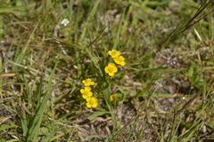 Scoparia montevidensis