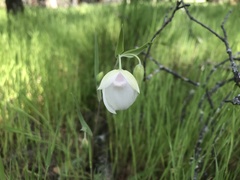 Calochortus albus