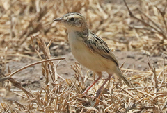 Cisticola