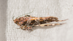 Aristotelia roseosuffusella