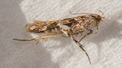 Aristotelia roseosuffusella