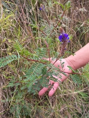Dalea coerulea