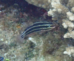 Chlorurus