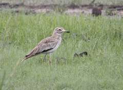 Burhinus senegalensis