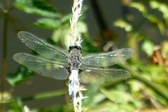 Libellula fulva