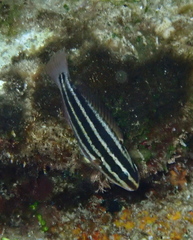 Chlorurus