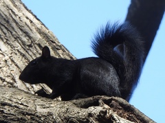 Sciurus carolinensis