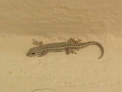 Lygodactylus bradfieldi