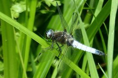 Libellula fulva
