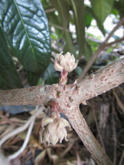 Pittosporaceae