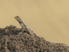 Agama aculeata