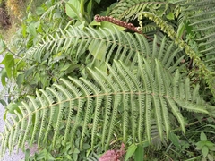 Diplopterygium glaucum
