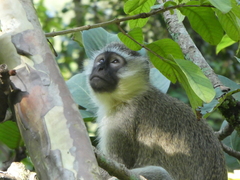 Chlorocebus tantalus