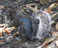 Sciurus carolinensis