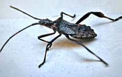 Coreidae