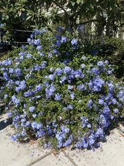 Plumbago