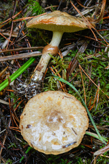 Suillus umbonatus