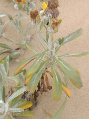 Senecio crassiflorus