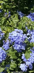 Plumbago