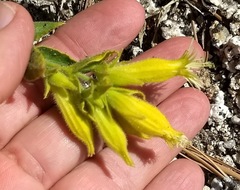 Silene parishii