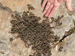 Euphorbia glaucophylla