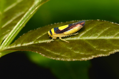 Colladonus clitellarius