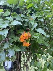 Pseudogynoxys chenopodioides