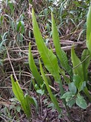 Niphidium crassifolium