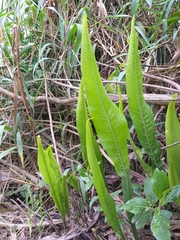 Niphidium crassifolium