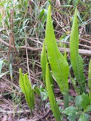 Niphidium crassifolium