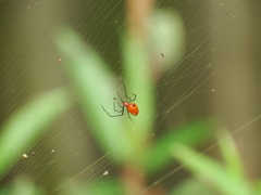 Argyrodes flavescens