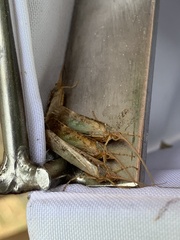 Limnephilus flavicornis