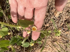 Sida cordifolia