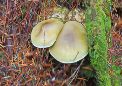 Tricholoma saponaceum