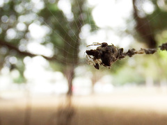 Cyclosa confusa