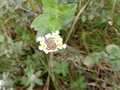 Lantana achyranthifolia