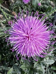 Carduus acanthoides