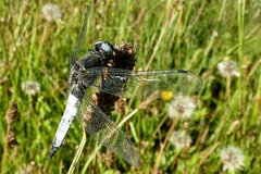 Libellula fulva