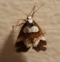 Thallarcha phalarota