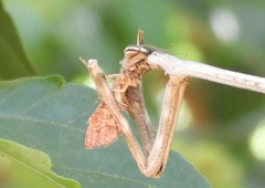 Pseudovates chlorophaea