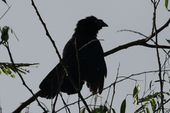 Crotophaga major
