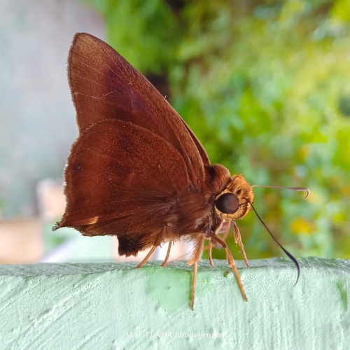 Hasora mixta