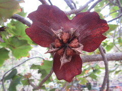 Kokia drynarioides