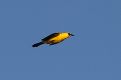 Gymnomystax mexicanus